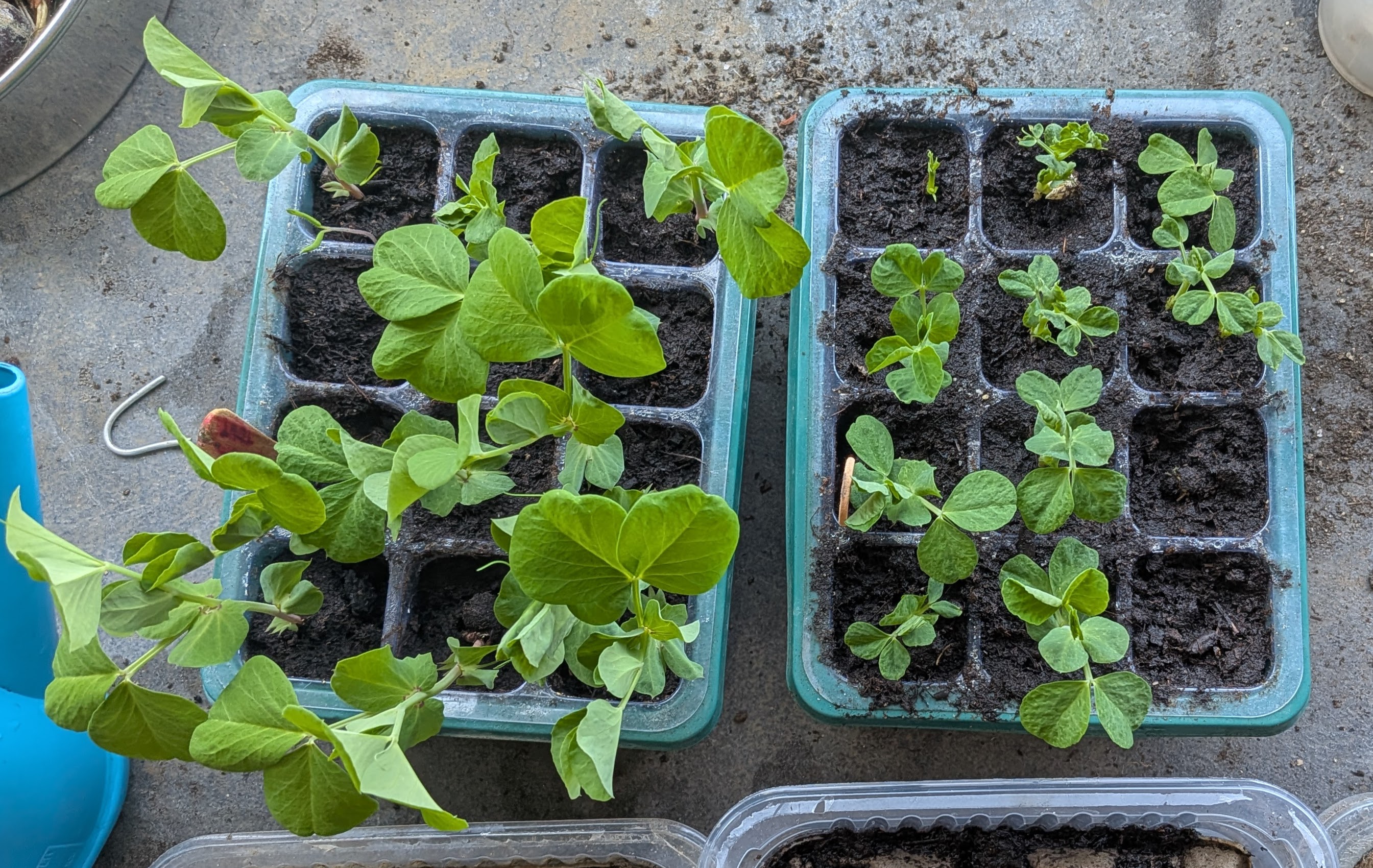 Plantation au potager