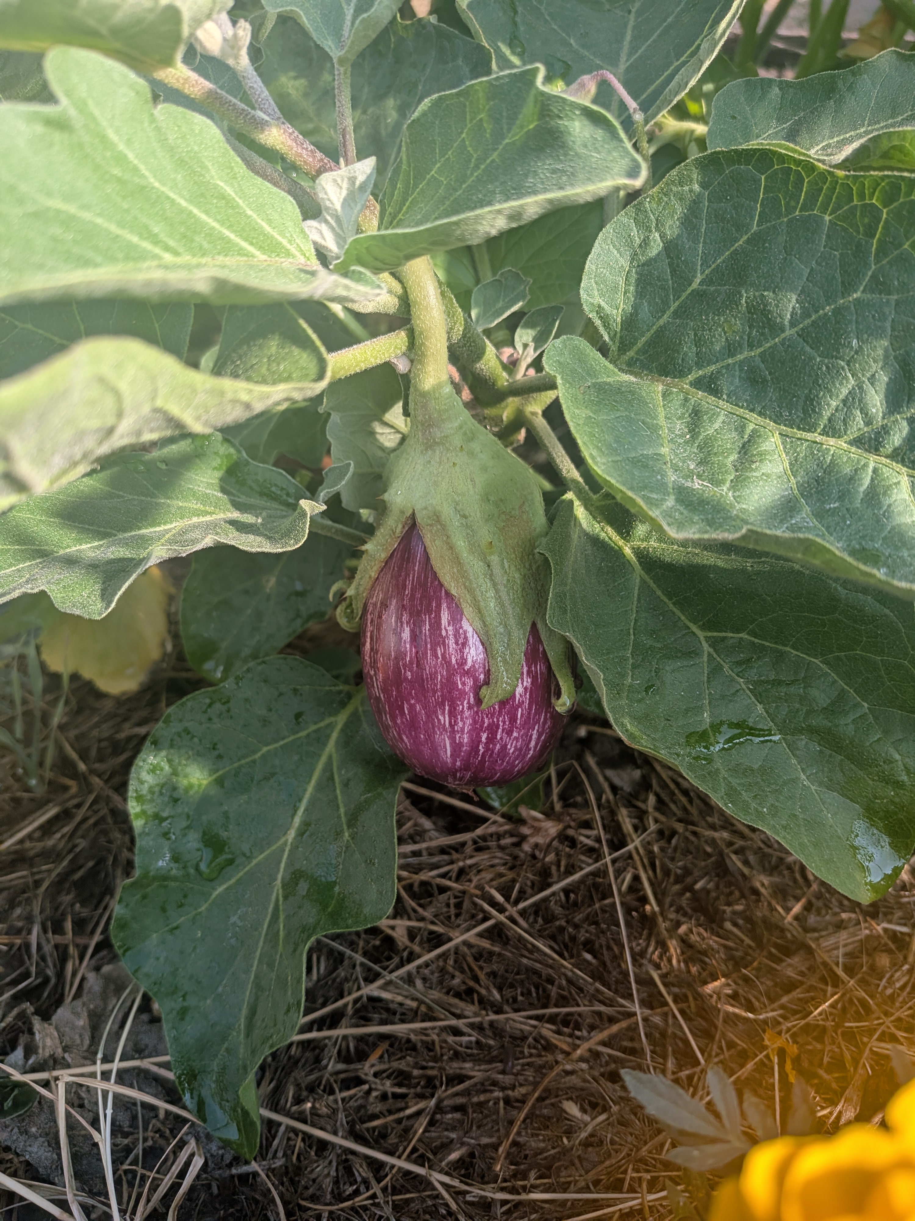 Aubergine en croissance