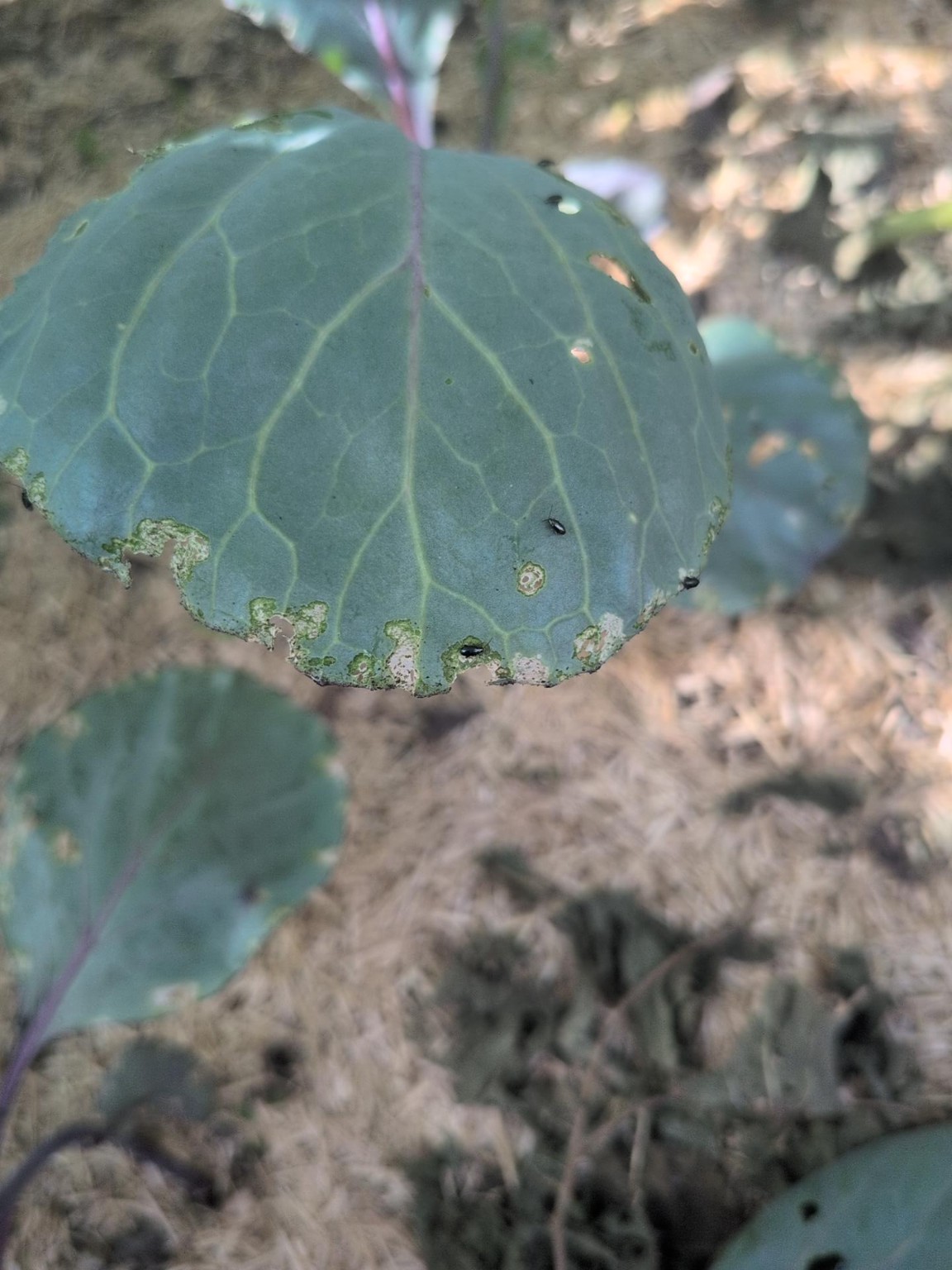 Les altises sur les feuilles