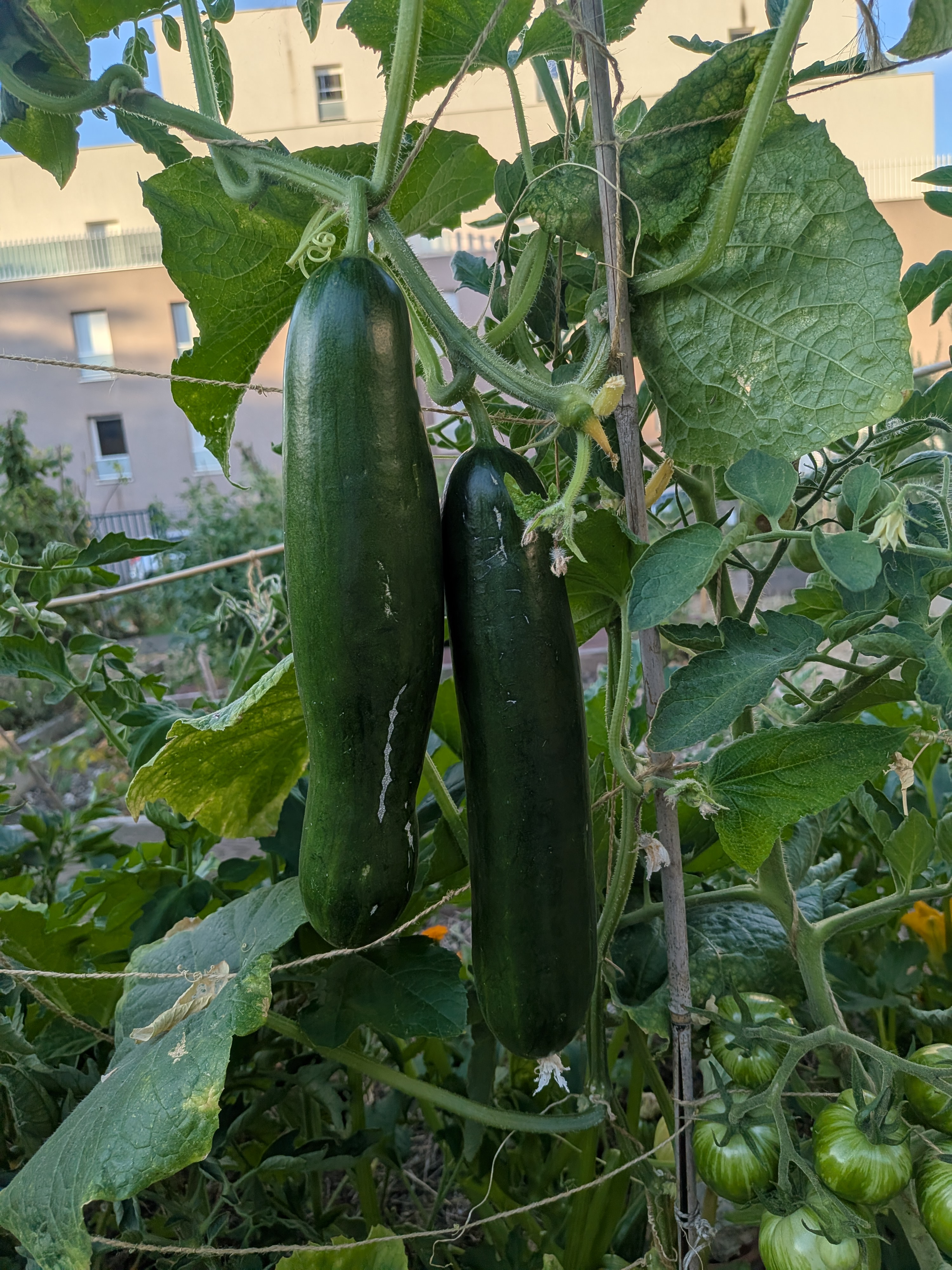 Concombres du potager