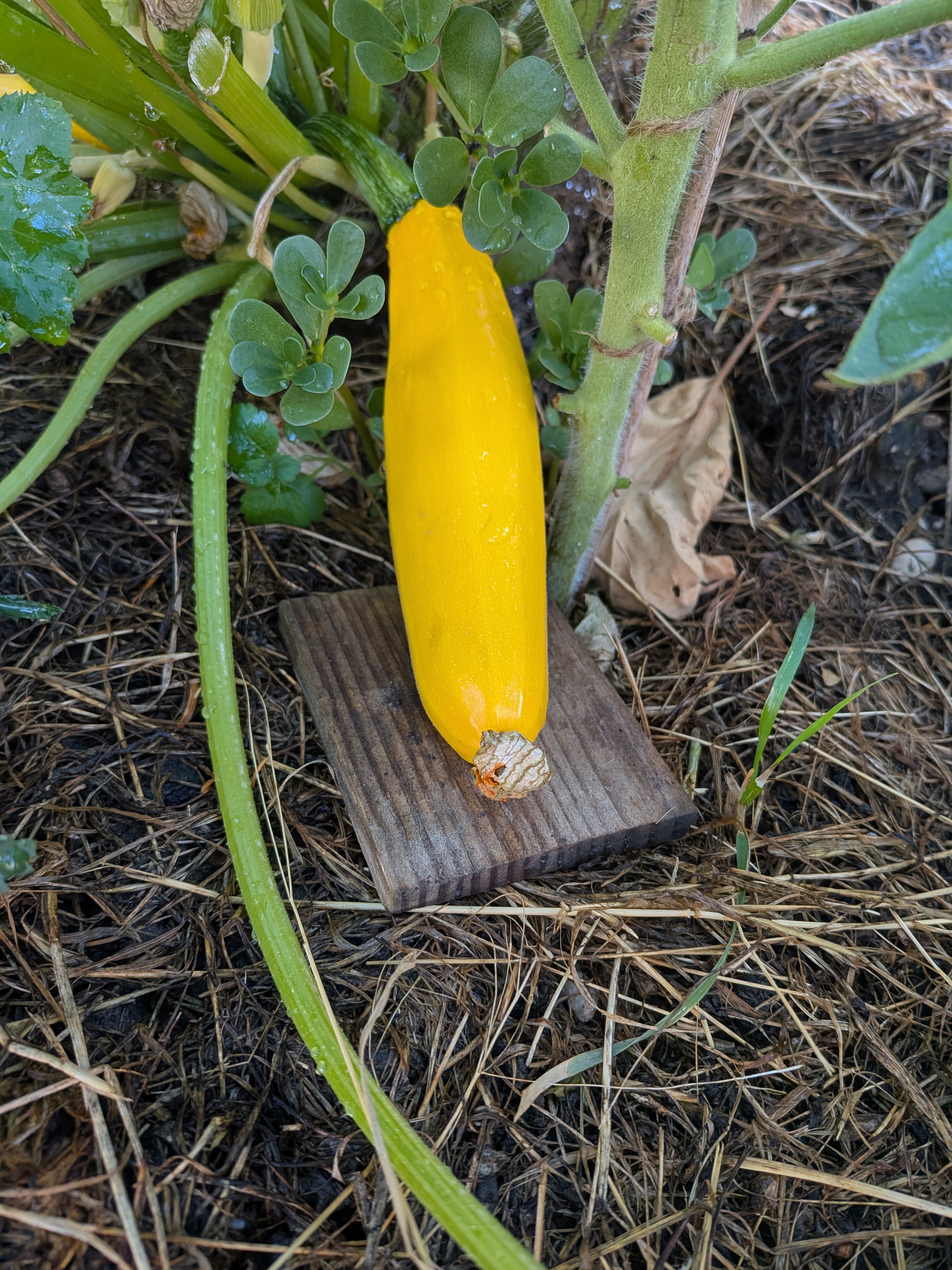 Première courgette jaune