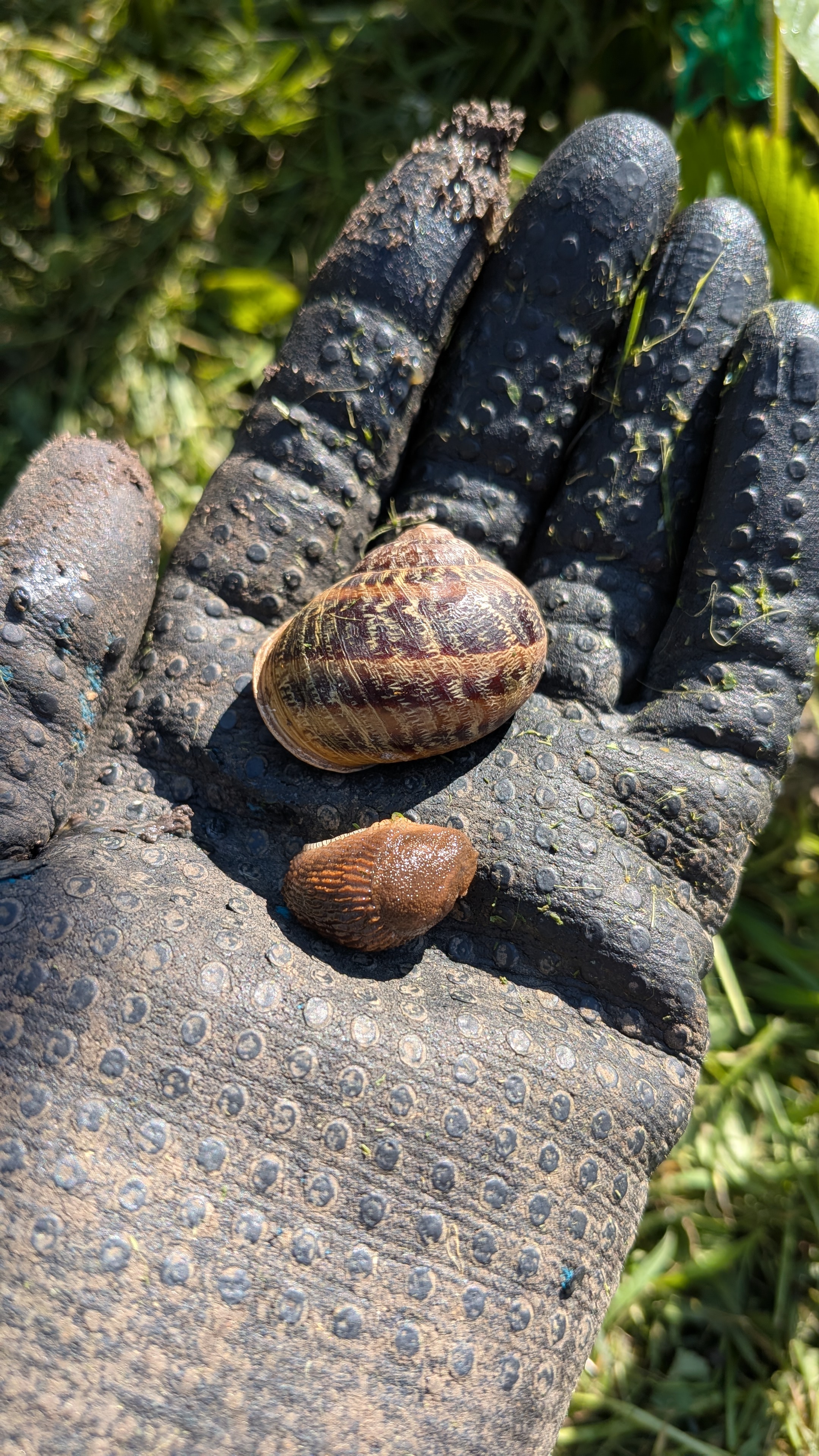 Escargots et limaces