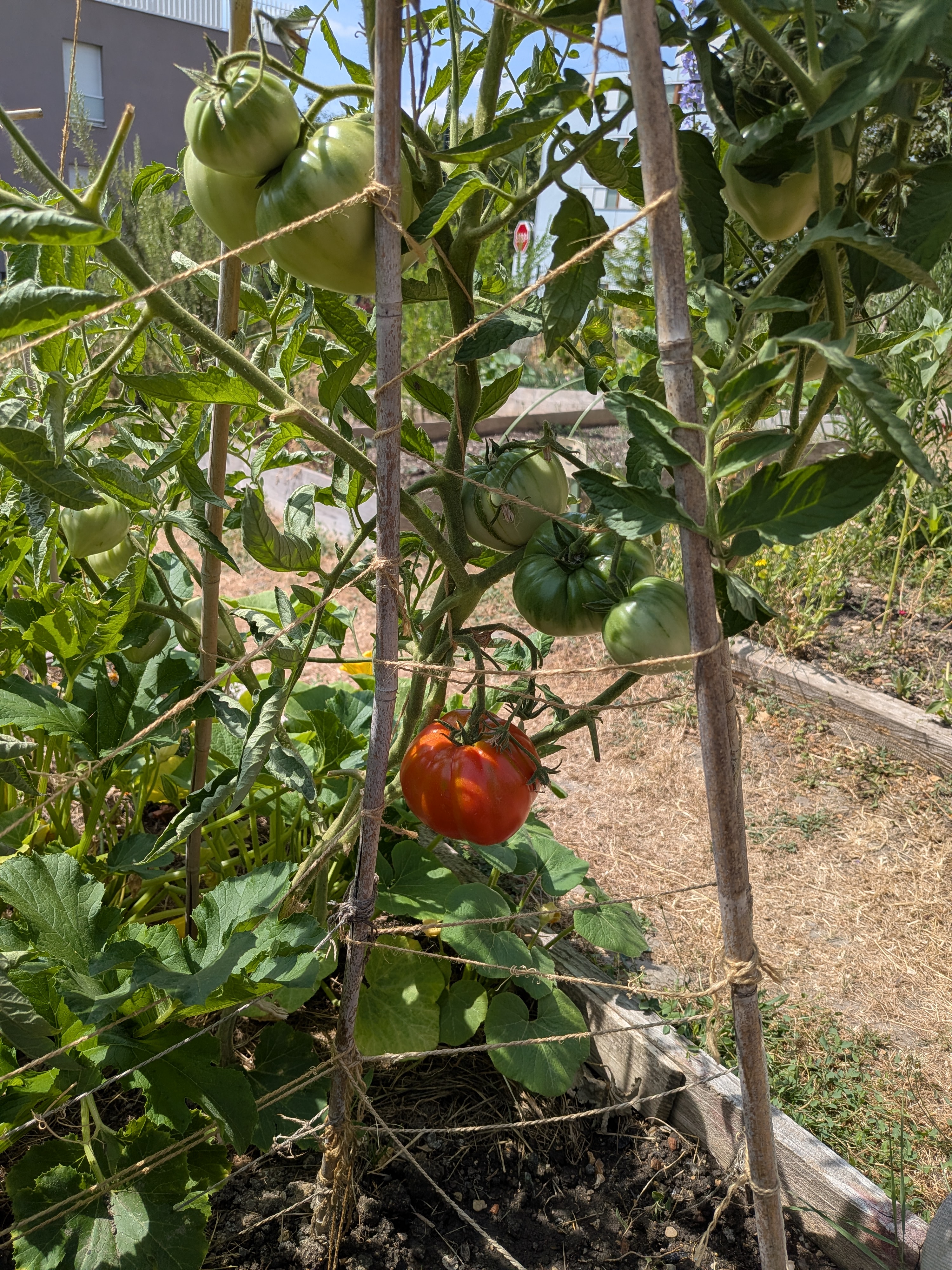 Première tomate mûre