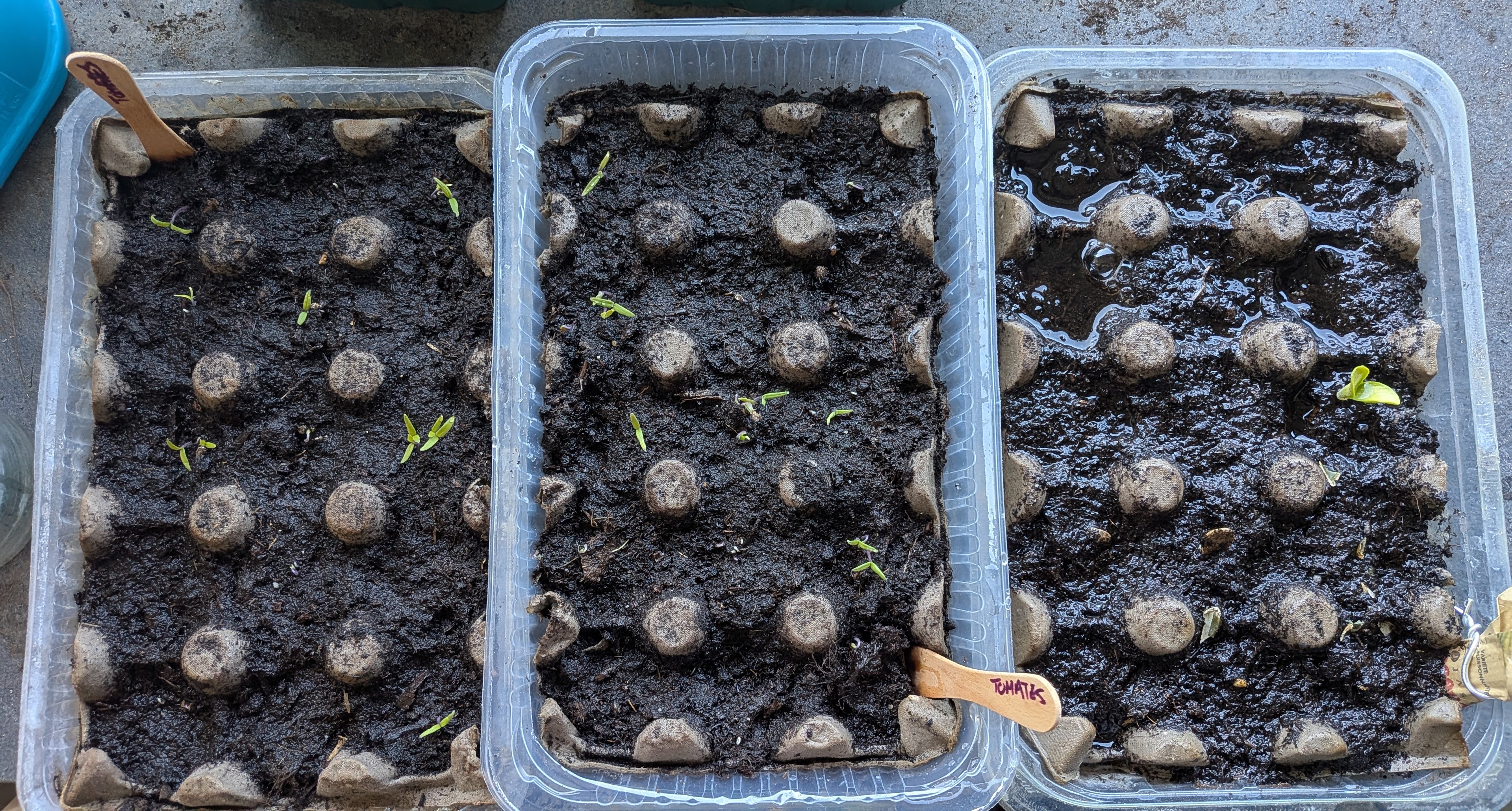 Plantation au potager