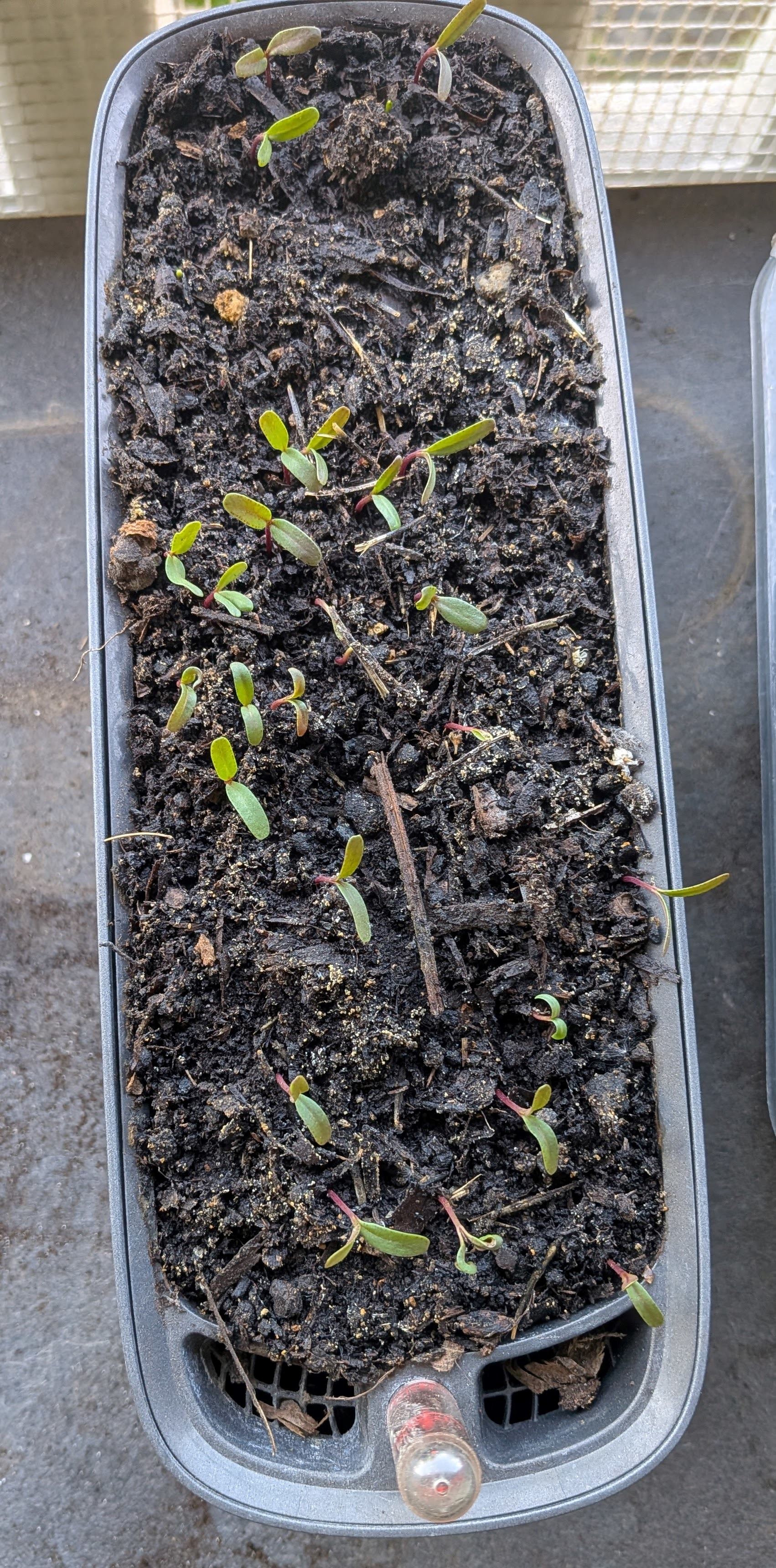 Plantation au potager