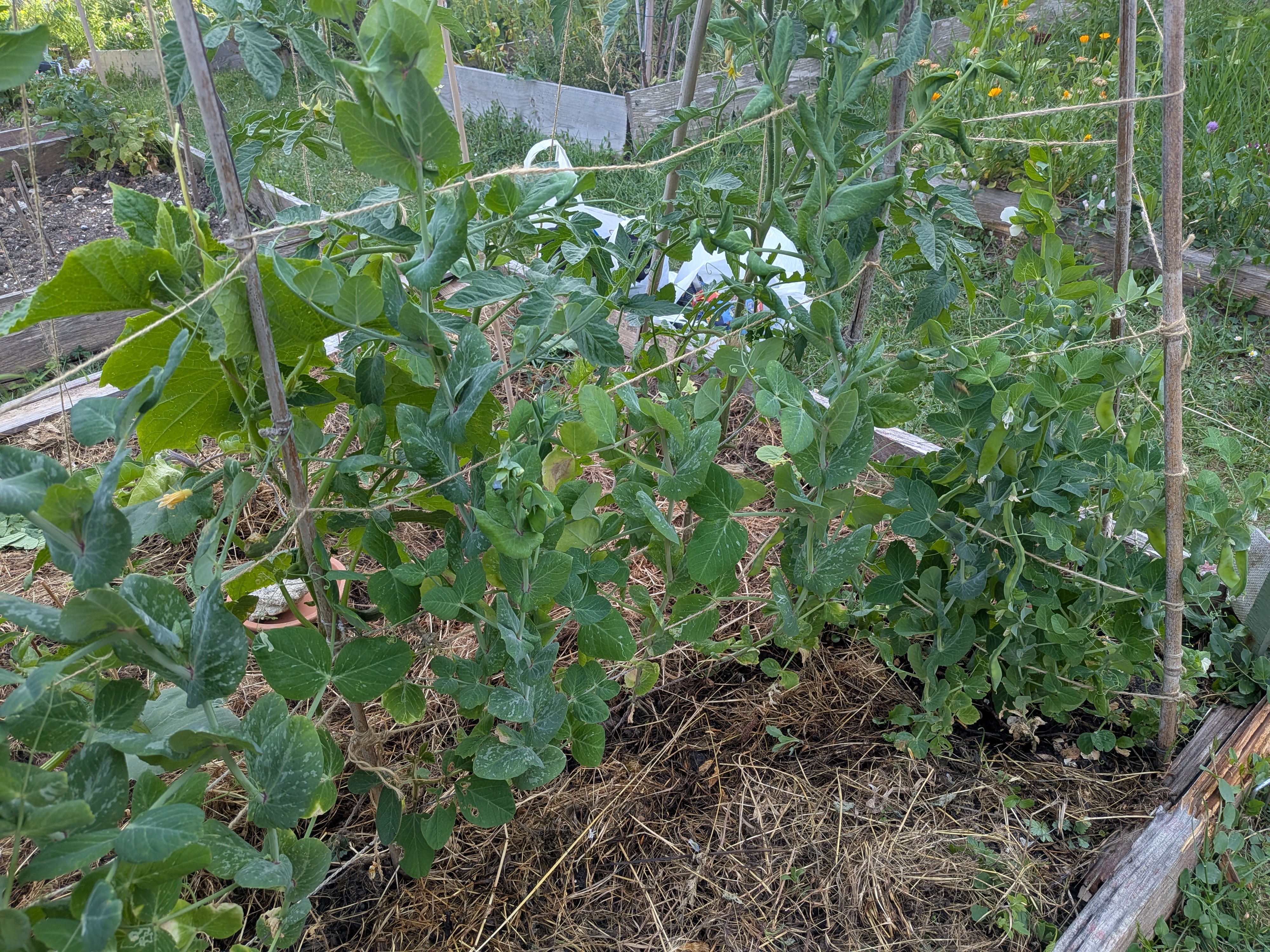 Pois mangetout au mois de juin