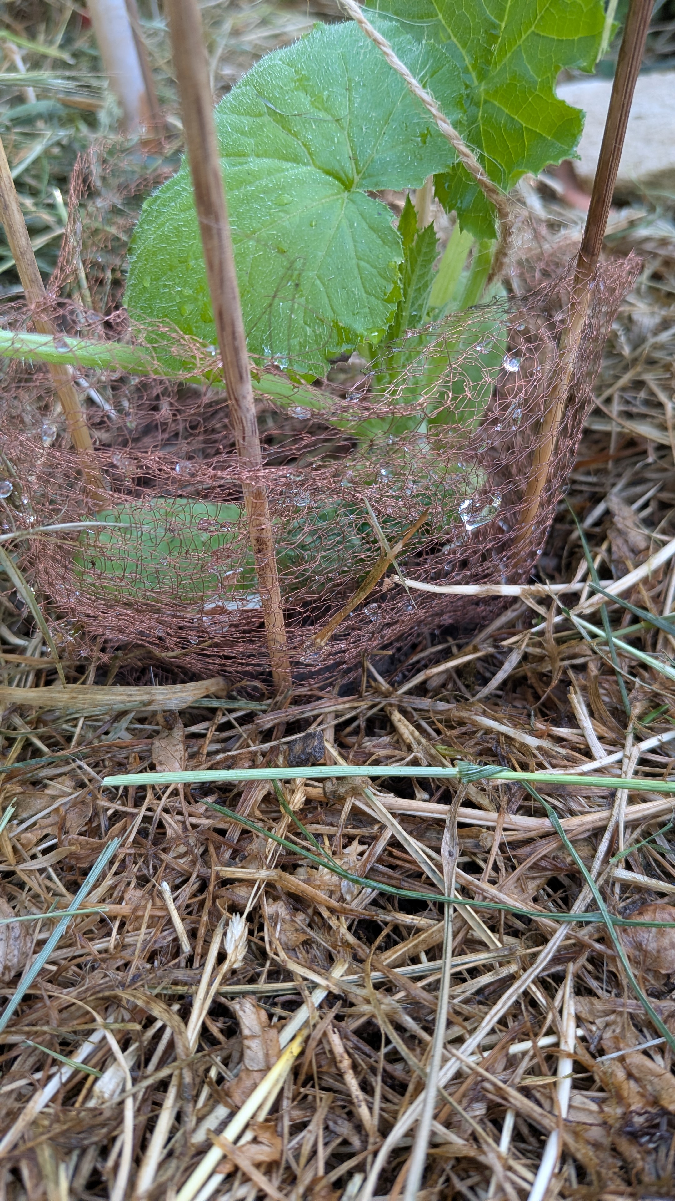 Courgettes sous haute protection