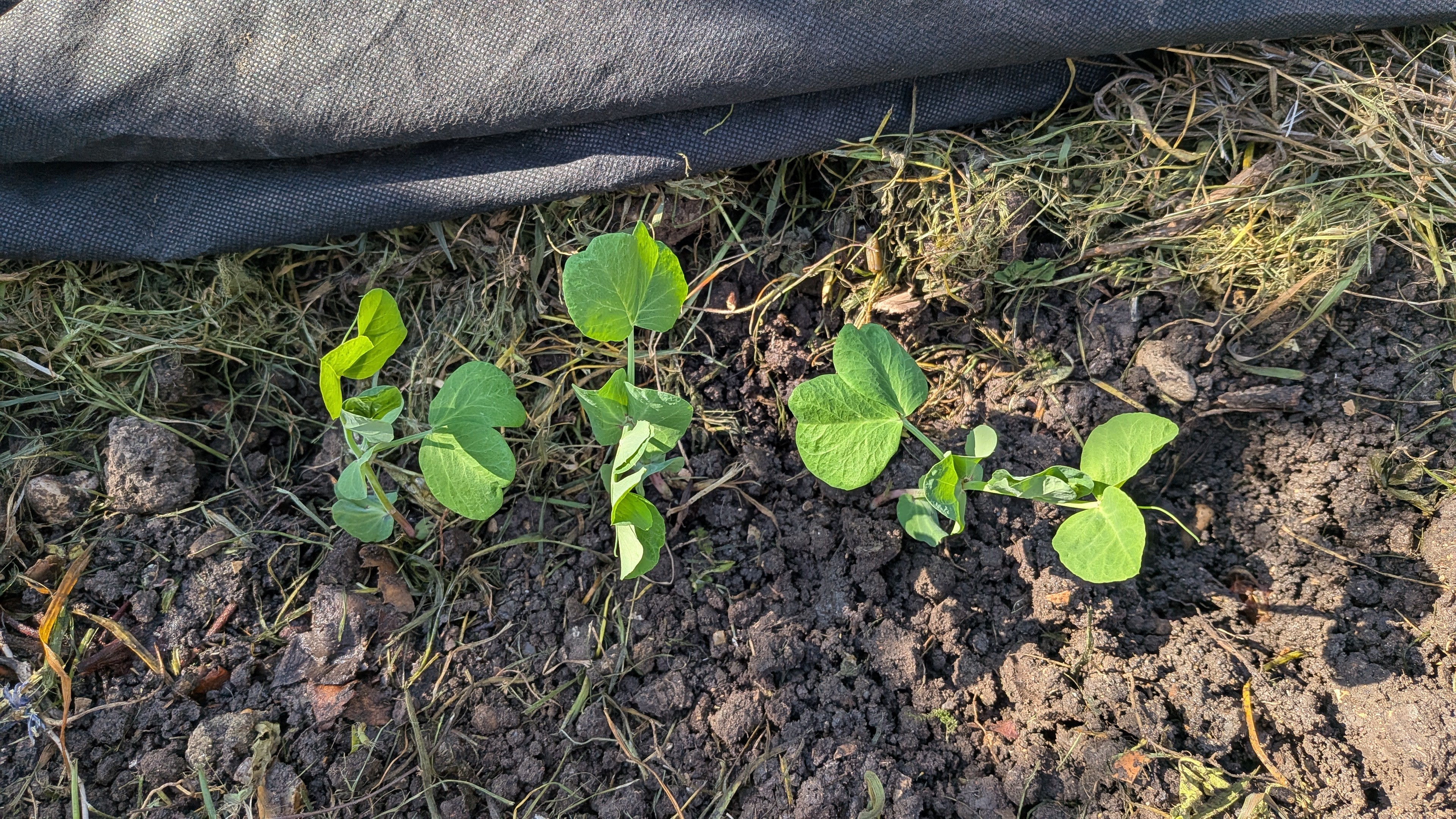 Le potager 2026 est lancé ! Les premières plantations