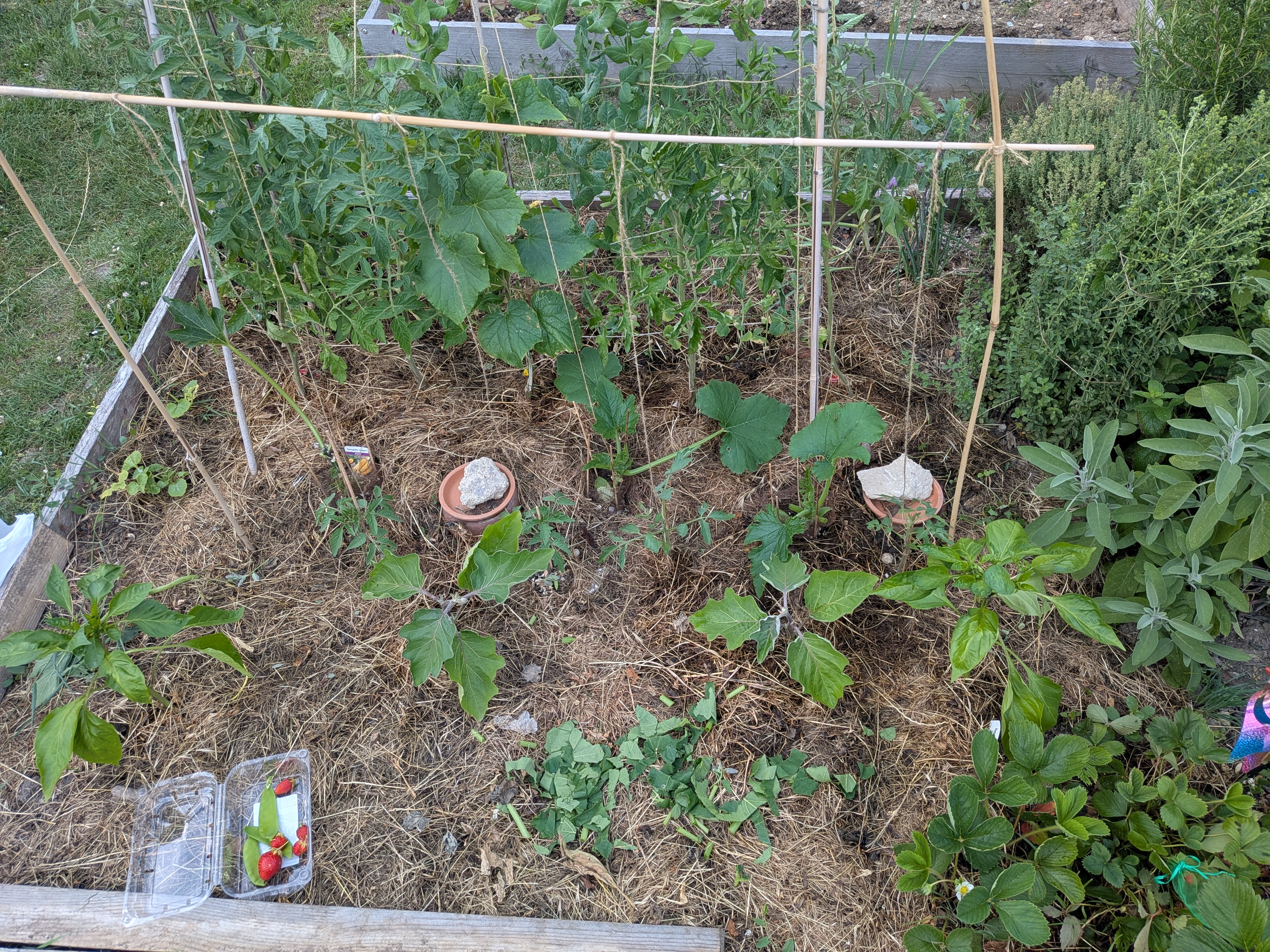 Deux mois plus tard, le carré potager a bien changé