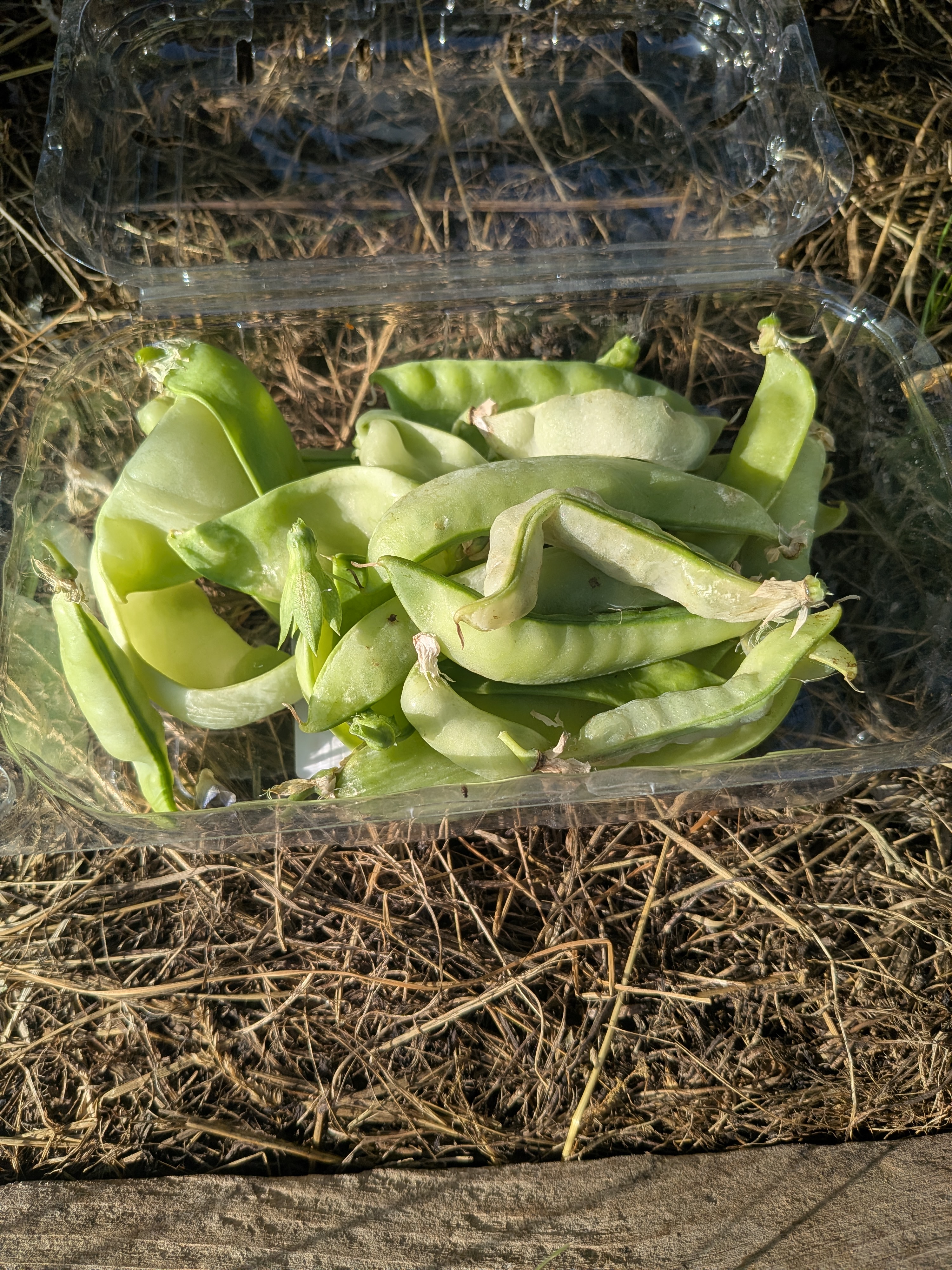 Malgré la canicule, le potager tient bon et produit